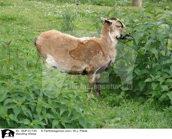 stehendes Kamerunschaf / standing sheep / WJP-01135