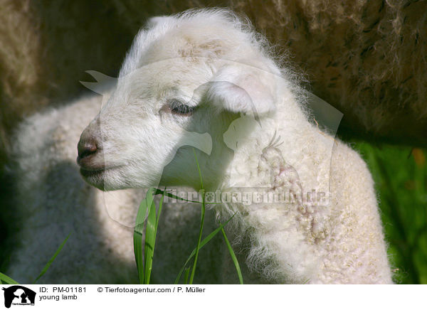 junges Lamm / young lamb / PM-01181