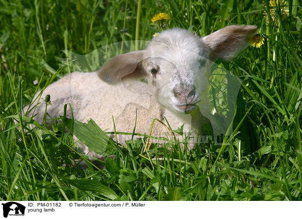 young lamb / PM-01182