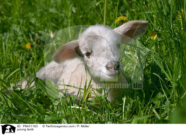 junges Lamm / young lamb / PM-01183
