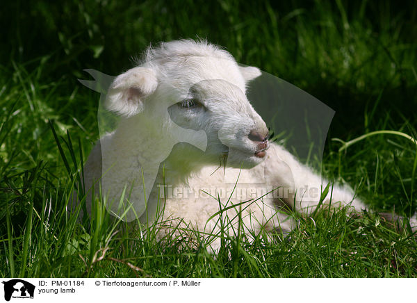 junges Lamm / young lamb / PM-01184