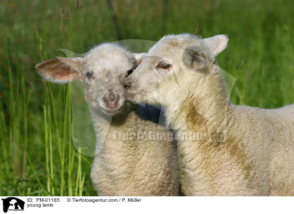 young lamb / PM-01185