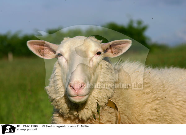 Schaf Portrait / sheep portrait / PM-01186