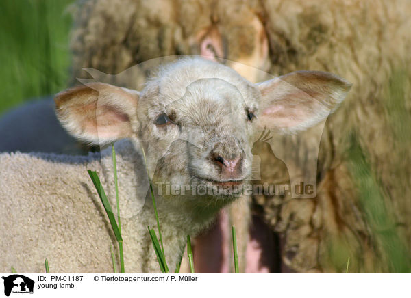 junges Lamm / young lamb / PM-01187