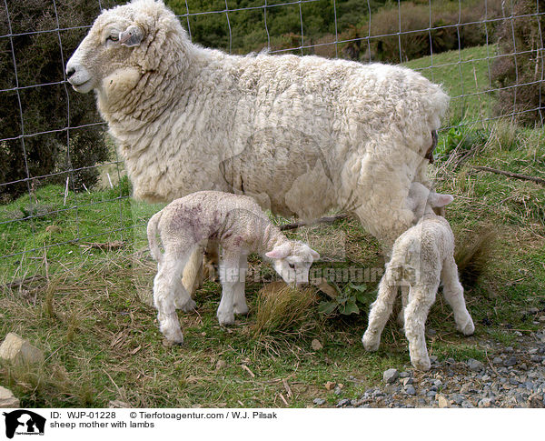 Schafmutter mit Lmmchen / sheep mother with lambs / WJP-01228
