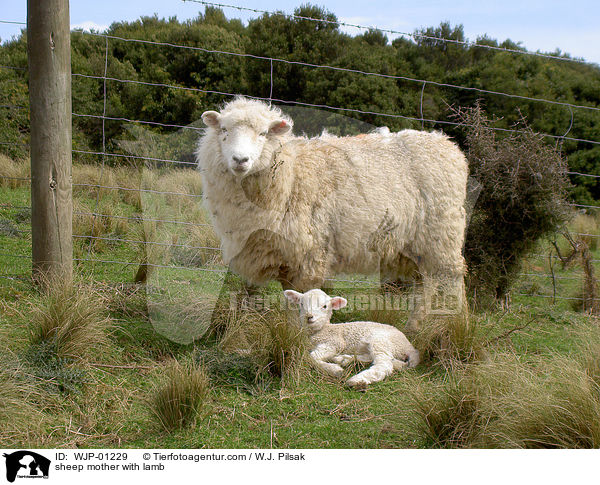 Schafmutter mit Lmmchen / sheep mother with lamb / WJP-01229