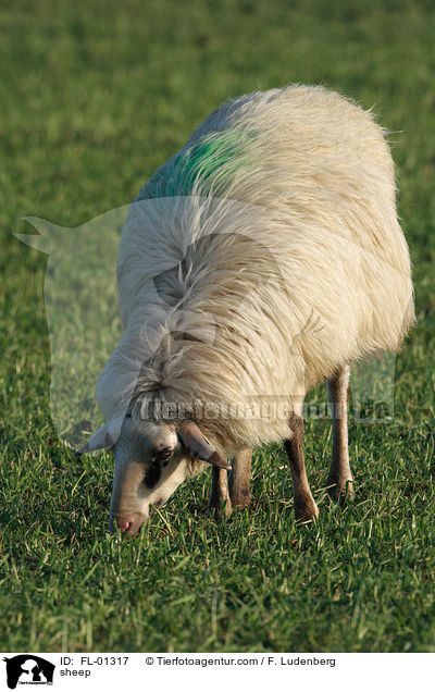 sheep / FL-01317