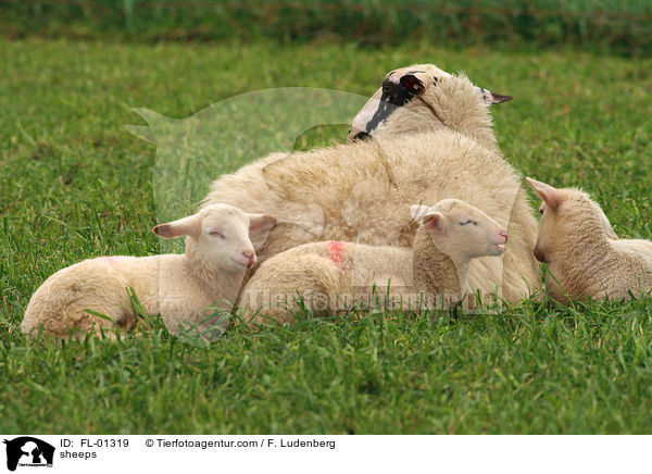 Schafmutter mit Lamm / sheeps / FL-01319