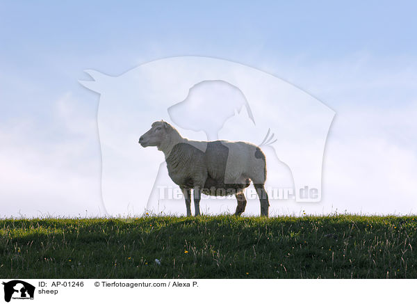 sheep / AP-01246