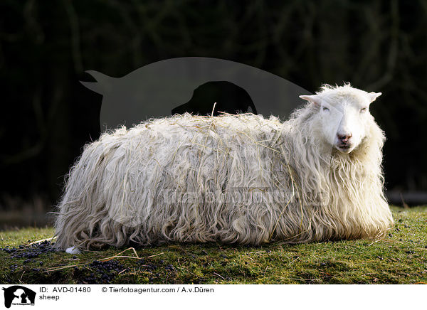 Hausschaf / sheep / AVD-01480