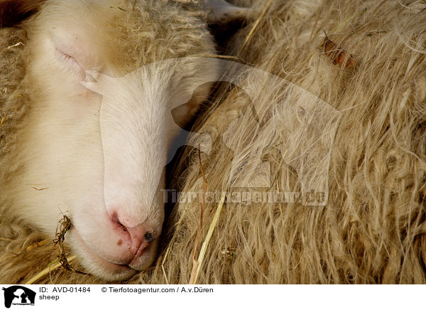 Hausschaf / sheep / AVD-01484