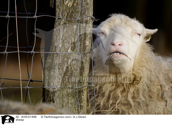 Hausschaf / sheep / AVD-01486