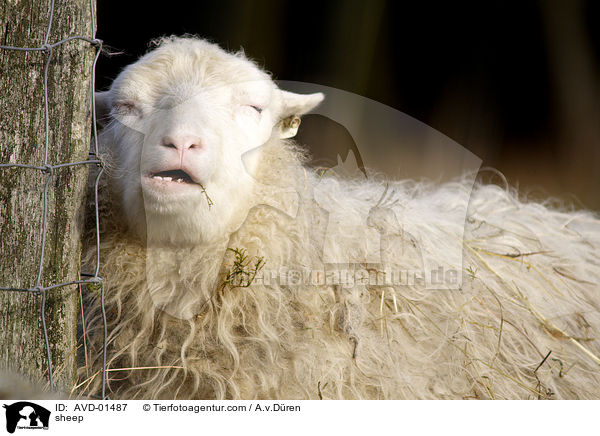 Hausschaf / sheep / AVD-01487