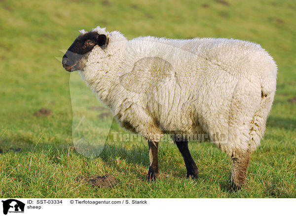 sheep / SST-03334