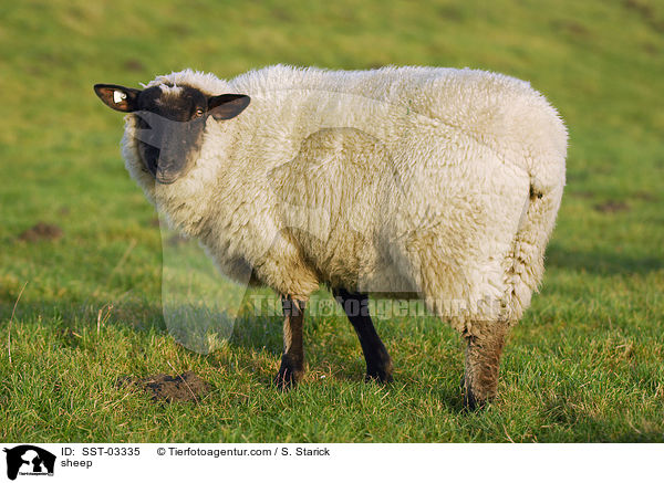 Hausschaf / sheep / SST-03335