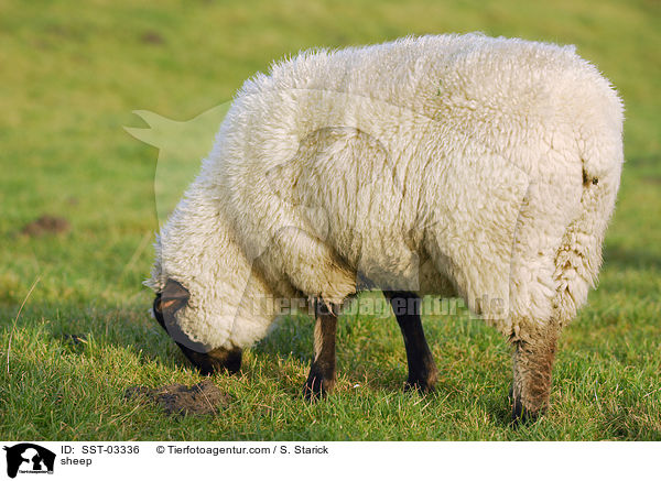 Hausschaf / sheep / SST-03336