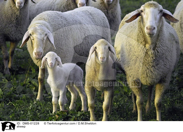 Hausschafe / sheep / DMS-01228
