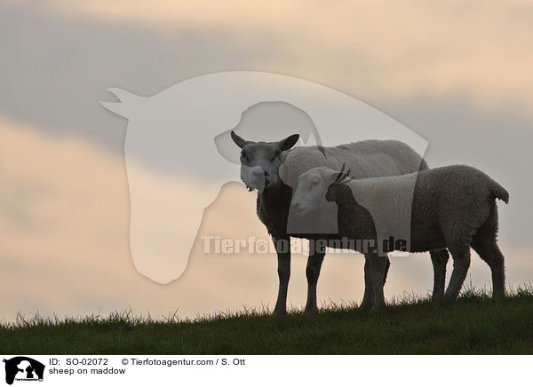 Schafe auf Wiese / sheep on maddow / SO-02072