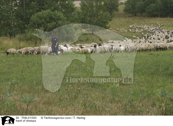 Schafherde / herd of sheeps / THA-01093