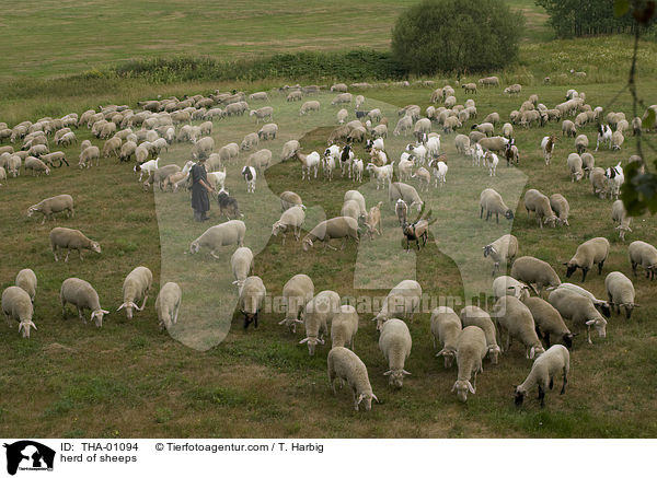 herd of sheeps / THA-01094