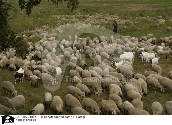 herd of sheeps / THA-01095
