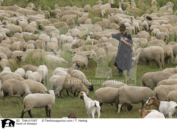 Schafherde / herd of sheeps / THA-01097
