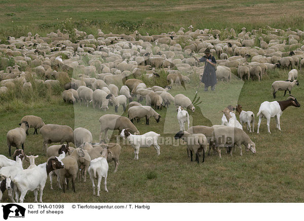 herd of sheeps / THA-01098