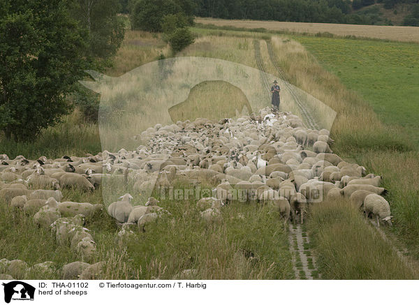 herd of sheeps / THA-01102