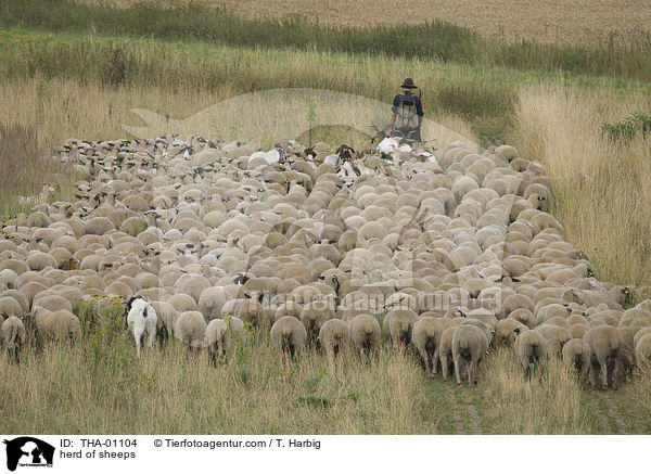 Schafherde / herd of sheeps / THA-01104