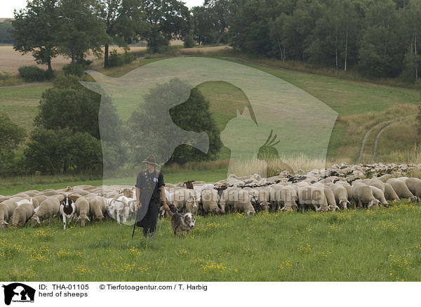 Schafherde / herd of sheeps / THA-01105