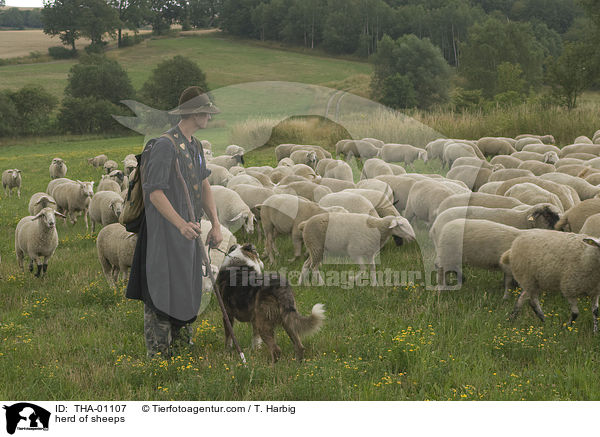 Schafherde / herd of sheeps / THA-01107