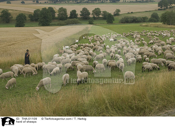 Schafherde / herd of sheeps / THA-01109