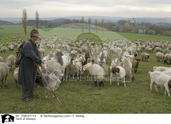 Schafherde / herd of sheeps / THA-01114