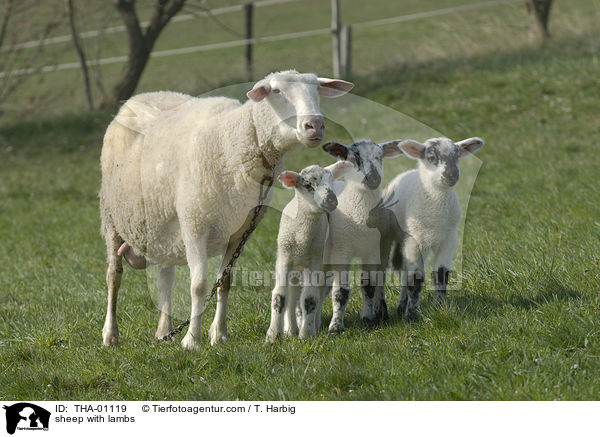 sheep with lambs / THA-01119