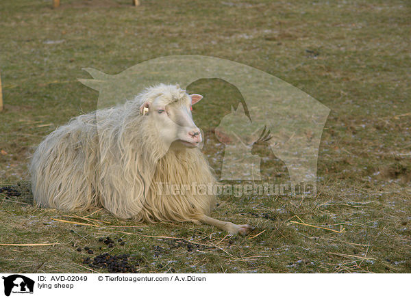 liegendes Schaf / lying sheep / AVD-02049
