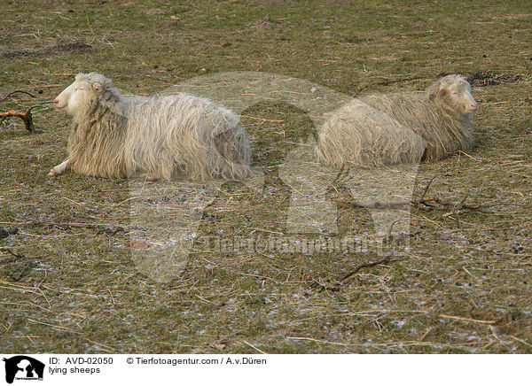liegende Schafe / lying sheeps / AVD-02050