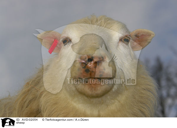 Schaf / sheep / AVD-02054