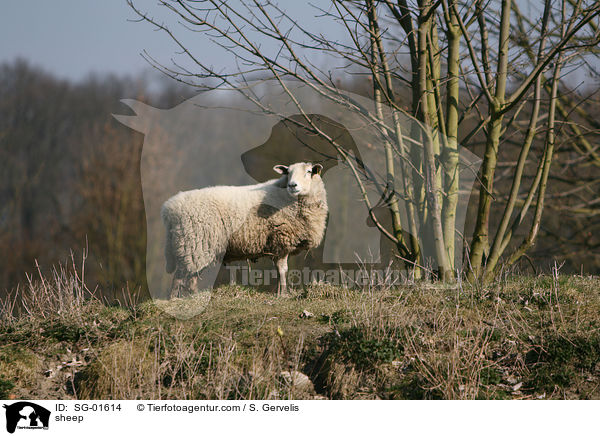 Schaf / sheep / SG-01614