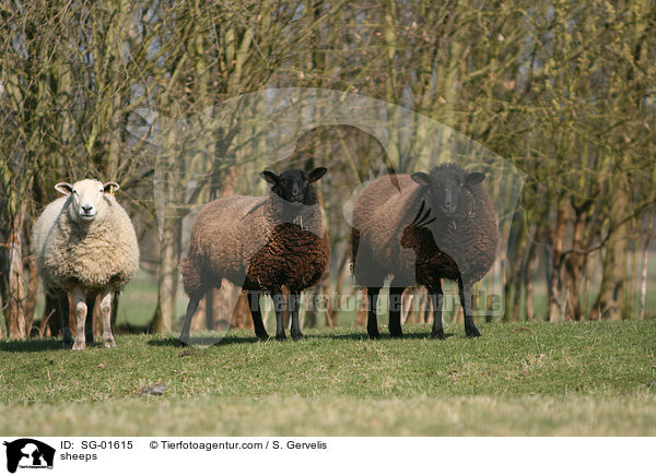 Schafe / sheeps / SG-01615