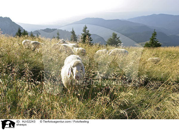 Schafe / sheeps / HJ-02243