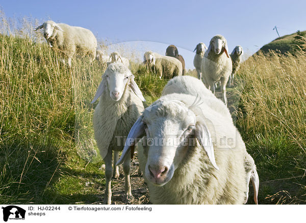 Schafe / sheeps / HJ-02244
