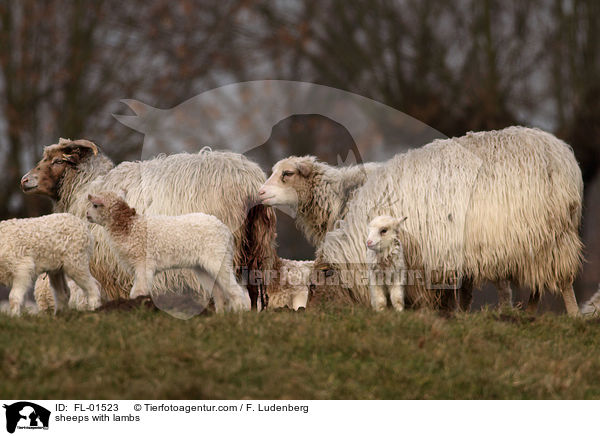 Schafe mit Lmmer / sheeps with lambs / FL-01523
