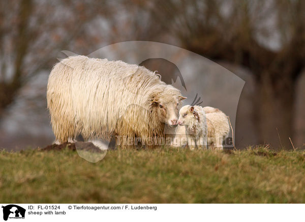 Schaf mit Jungtier / sheep with lamb / FL-01524