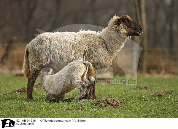 Schaf sugt Lamm / sucking lamb / AB-01518