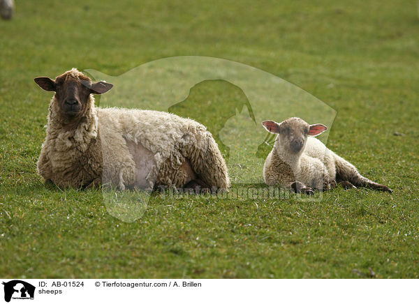 Schafe / sheeps / AB-01524