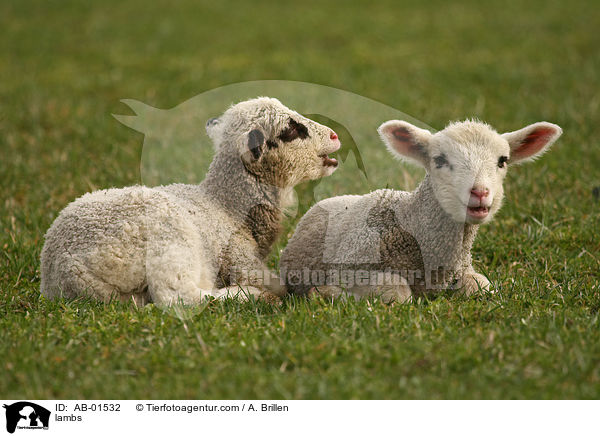 Lmmer / lambs / AB-01532