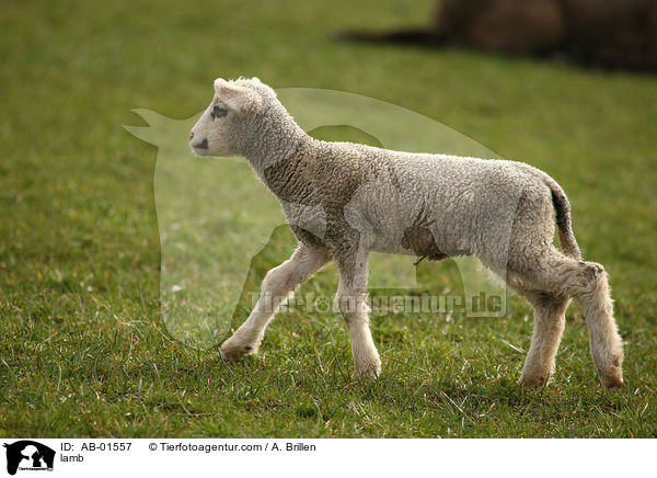 Lamm / lamb / AB-01557