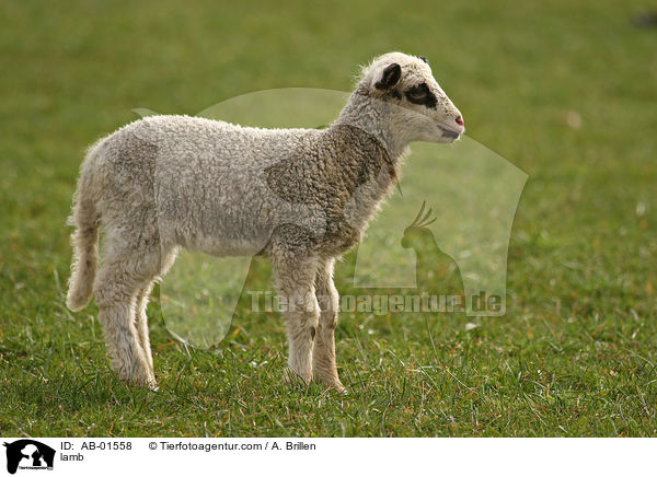 Lamm / lamb / AB-01558