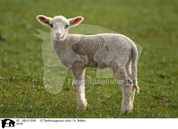 lamb / AB-01559