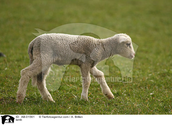 lamb / AB-01561